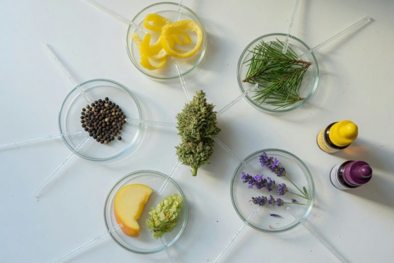 Top-down photo of a cannabis bud on a white lab bench, surrounded by petri